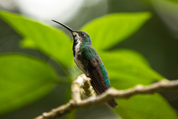 Grünbrust-Mangokolibri (Anthracothorax prevostii) - Weibchen