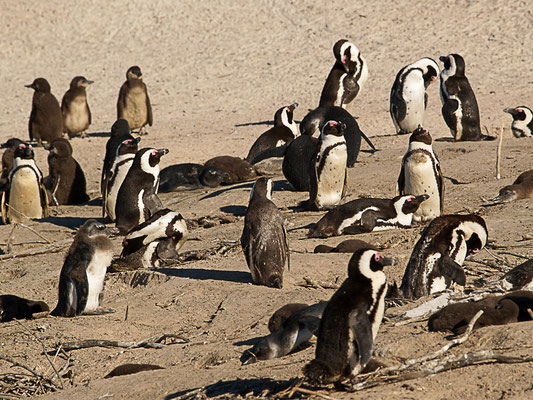 afrikanische Pinguin ( Spheniscus demersus) oder Kappinguin