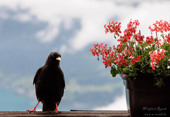 Alpendohle (Pyrrhocorax graculus)