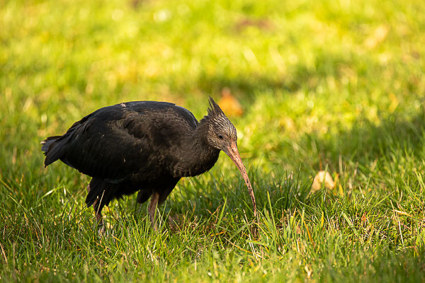 Waldrapp (Geronticus eremita)