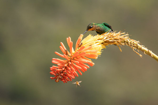 Grünstirn-Brillantkolibri  (Heliodoxa jacula) - junges Männchen