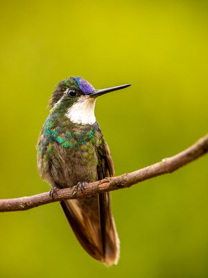 Weißkehlnymphe (Lampornis castaneoventris) - Männchen