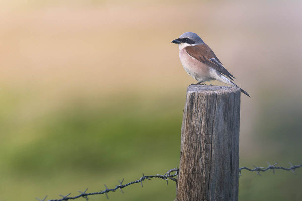 Neuntöter (Lanius collurio)