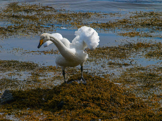 Singschwan (Cygnus cygnus)