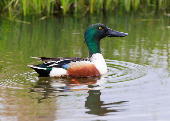 Löffelente (Anas clypeata)