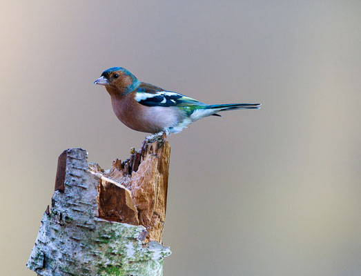 Buchfink (Fringilla coelebs)