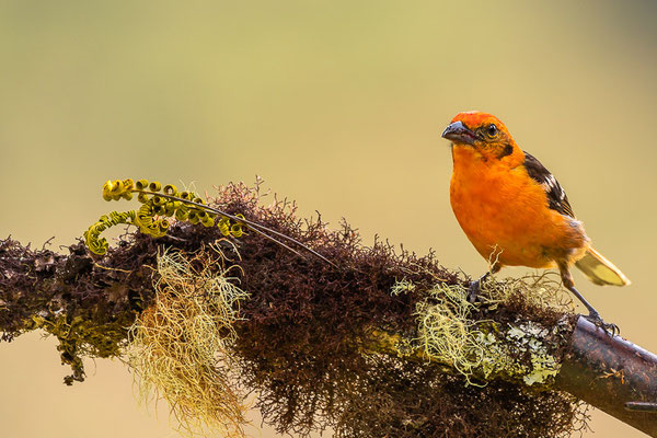 Blutkardinal (Piranga bidentata) - Männchen