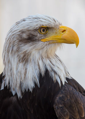 Weißkopfseeadler (Haliaeetus leucocephalus) 