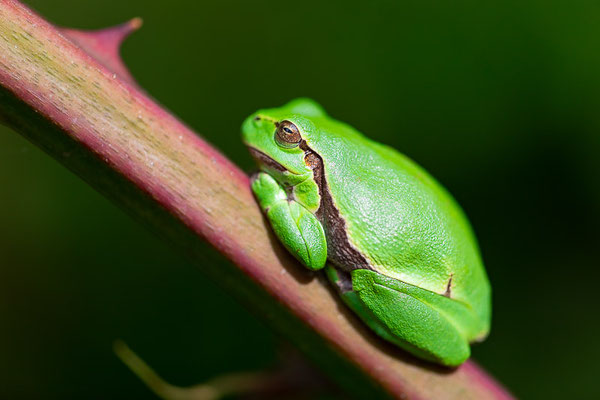 Europäische Laubfrosch (Hyla arborea) 