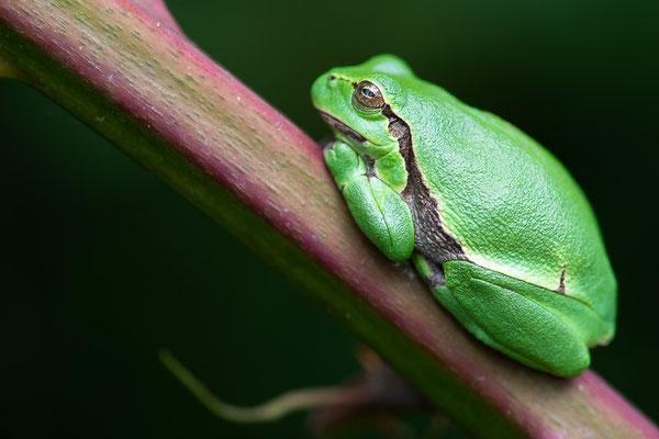 Europäische Laubfrosch (Hyla arborea) 