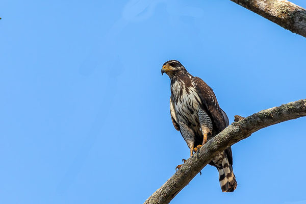  Krabbenbussarde (Buteogallus anthracinus) - juvenile