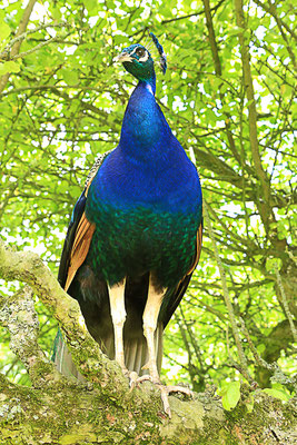  Pfau (Pavo cristatus)