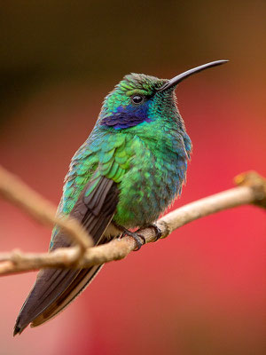 Berg-Veilchenohrkolibri (Colibri cyanotus)