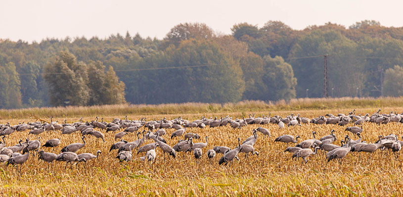 Kranich (Grus grus)