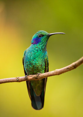 Berg-Veilchenohrkolibri (Colibri cyanotus)