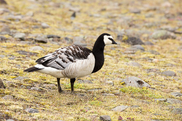 Weißwangengans (Branta leucopsis)