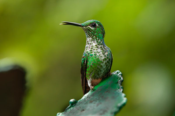 Grünstirn-Brillantkolibri  (Heliodoxa jacula) - Weibchen