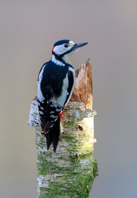 Buntspecht (Dendrocopos major)