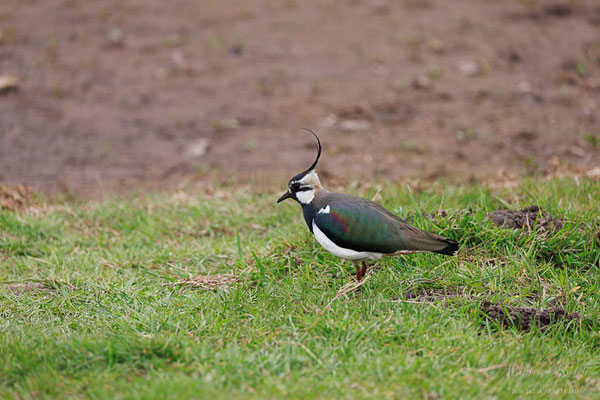 Kiebitz (Vanellus vanellus)