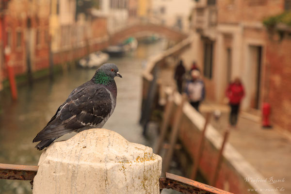 Straßentaube Columba livia f. domestica
