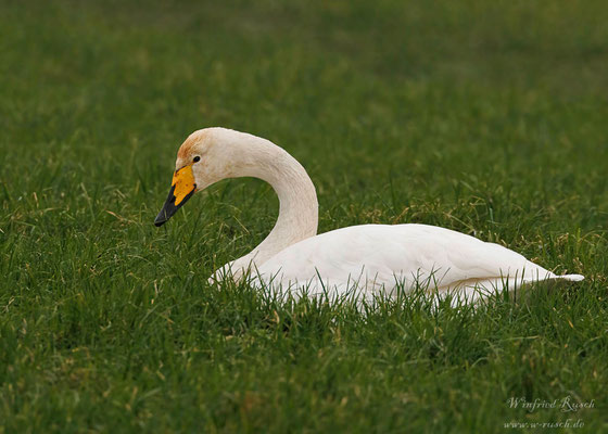 Singschwan (Cygnus cygnus)