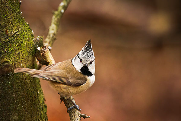 Haubenmeise (Lophophanes cristatus)