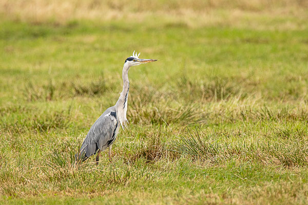 Graureiher (Ardea cinerea)