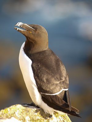 Tordalk (Alca torda)