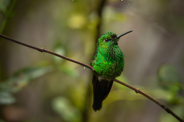 Grünstirn-Brillantkolibri  (Heliodoxa jacula)  