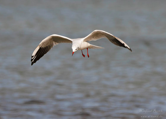 Lachmöwe  (Chroicocephalus ridibundus) 