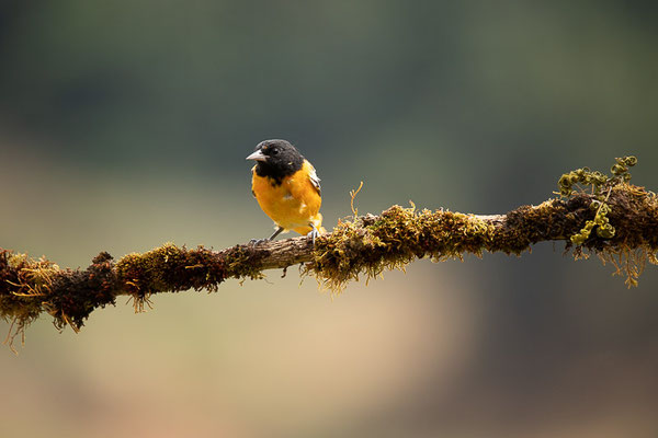 Baltimoretrupial (Icterus galbula), Männchen