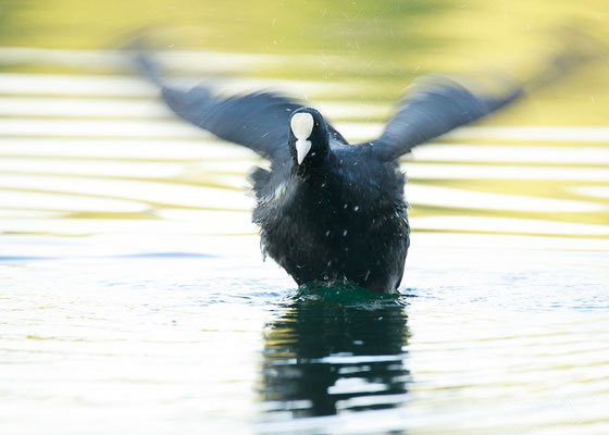 Blässhuhn (Fulica atra)