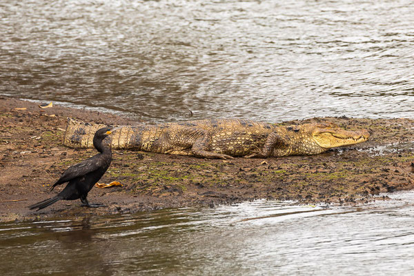 Kormoran (Phalacrocorax carbo) - aufgenommen in Costa Rica