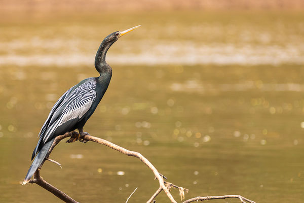 Amerikanischer Schlangenhalsvogel (Anhinga anhinga)