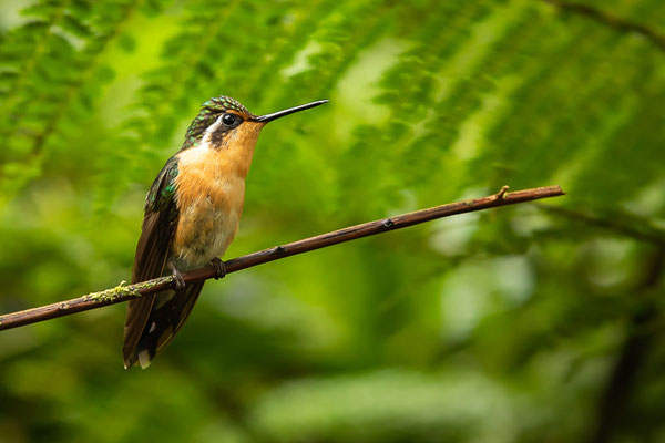 Weißkehlnymphe (Lampornis castaneoventris) - Weibchen