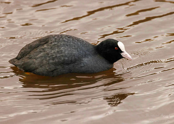 Blässhuhn (Fulica atra)