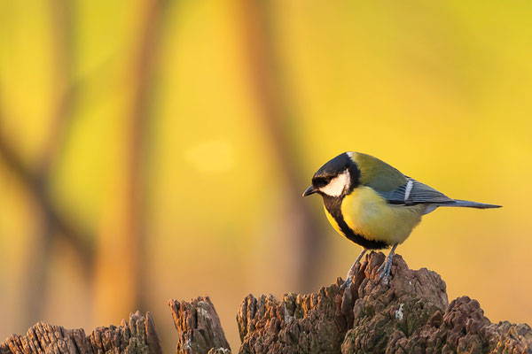 Kohlmeise (Parus major)