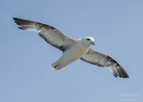 Eissturmvogel (Fulmarus glacialis)