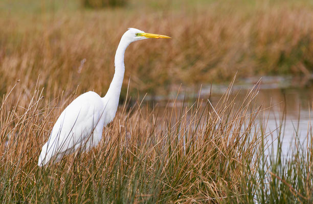 Silberreiher (Ardea alba) im NSG Letter Bruch