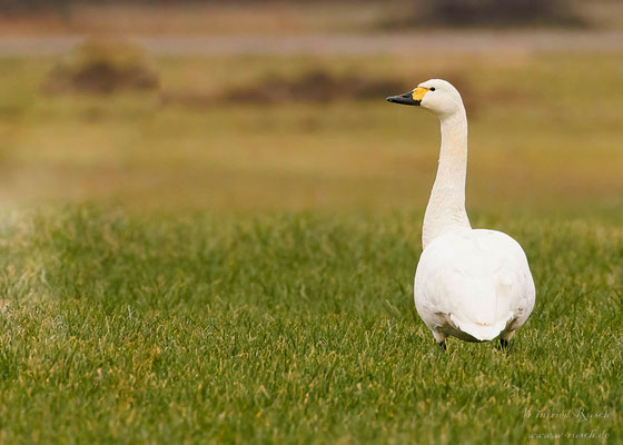 Zwergschwan (Cygnus bewickii)