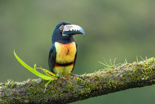 Halsbandarassari (Pteroglossus torquatus) 