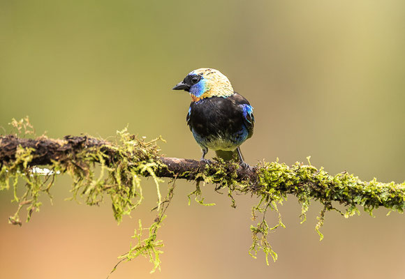 Purpurmaskentangare (Stilpnia larvata)