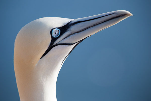 Basstölpel (Morus bassanus) auf Helgoland