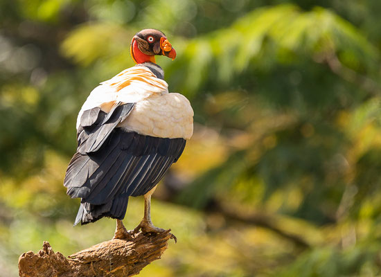 Königsgeier (Sarcoramphus papa)