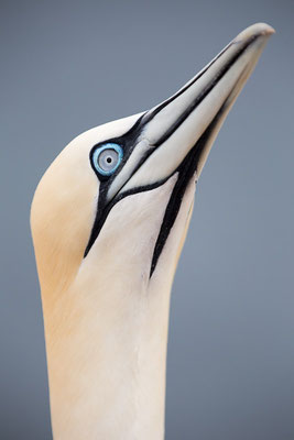 Basstölpel (Morus bassanus) auf Helgoland