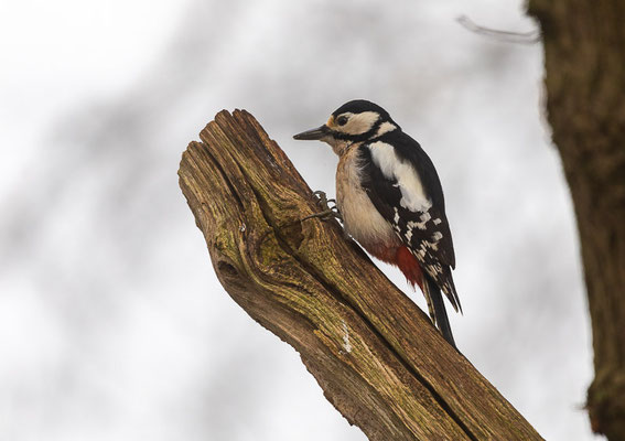 Buntspecht (Dendrocopos major)