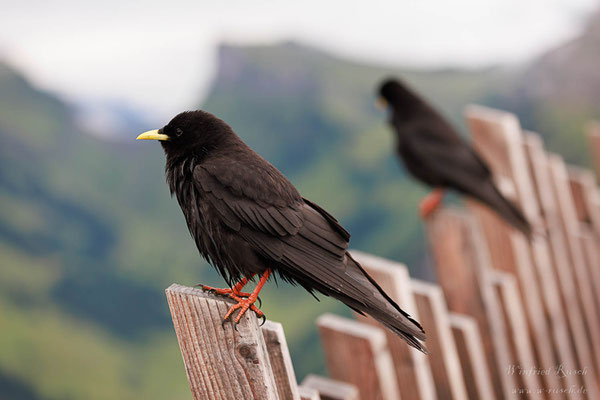 Alpendohle (Pyrrhocorax graculus)