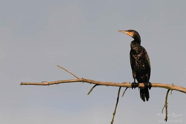 Kormoran (Phalacrocorax carbo)