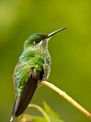 Grünstirn-Brillantkolibri  (Heliodoxa jacula) - Weibchen