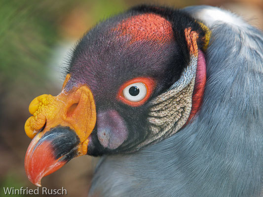 Königsgeier (Sarcoramphus papa)